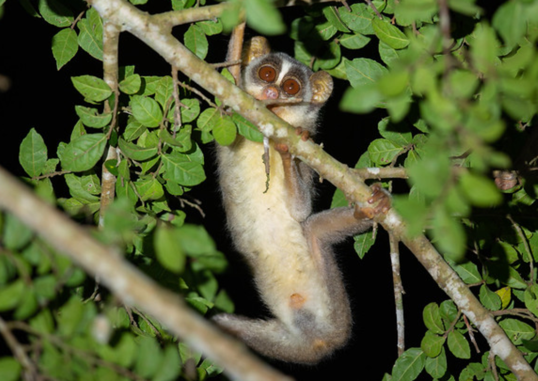  i>loris lydekkerianus /i>):是哺乳纲,懒猴科的一种小猴子