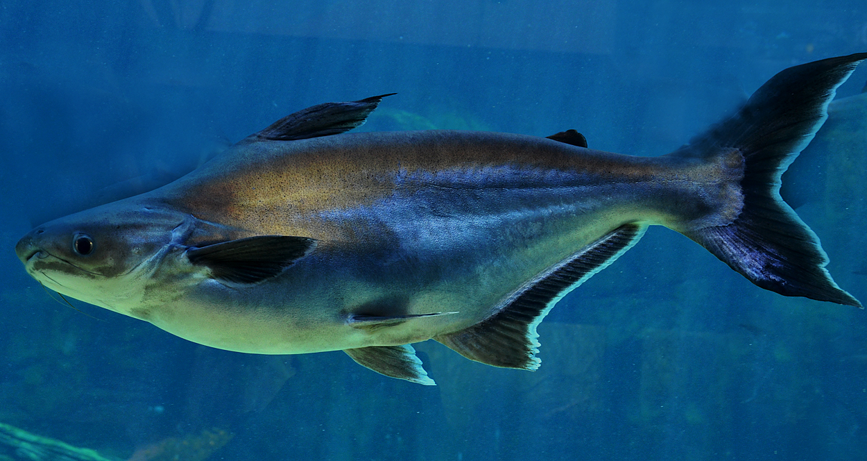  p>湄公河巨型鲶鱼(学名: i>pangasianodon gigas /i>)是𩷶科