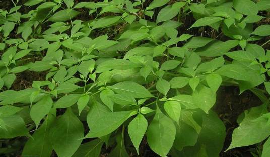 红丝线（茄科红丝线属植物）_百度百科