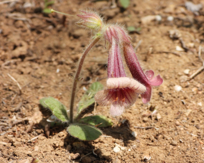 Rehmannia glutinosa_百度百科