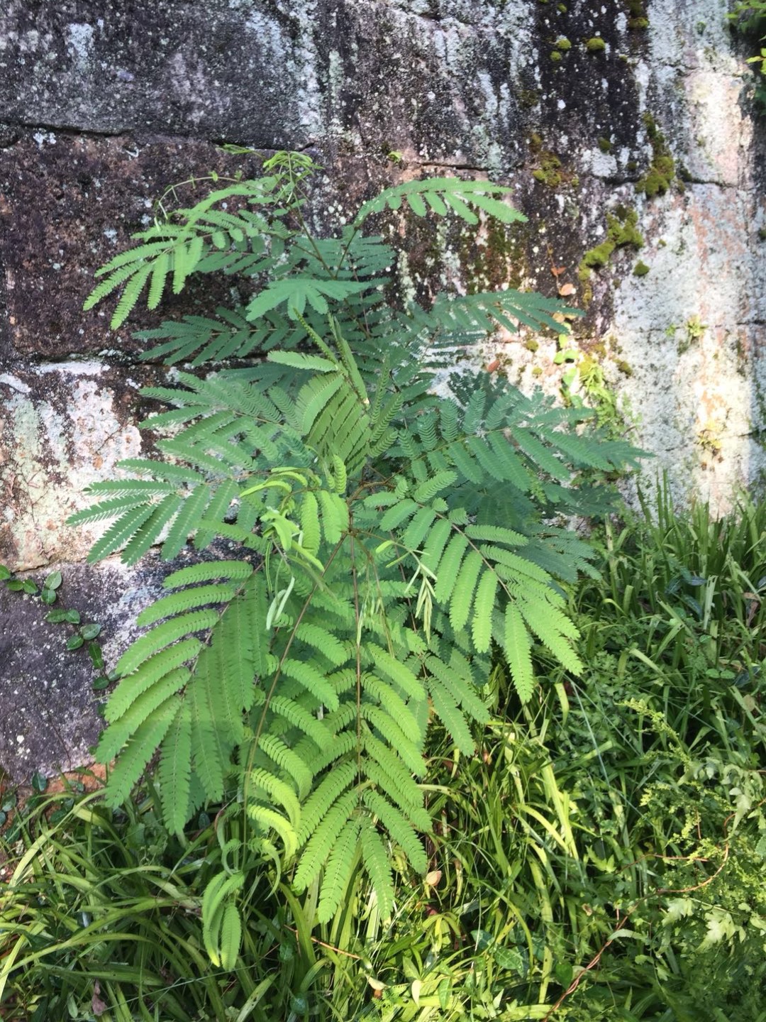 是天南星科麒麟叶属攀援藤本植物.
