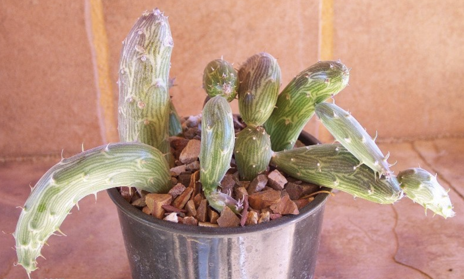  p>泥鳅掌(学名: i>kleinia pendula  /i>(forssk.) dc.