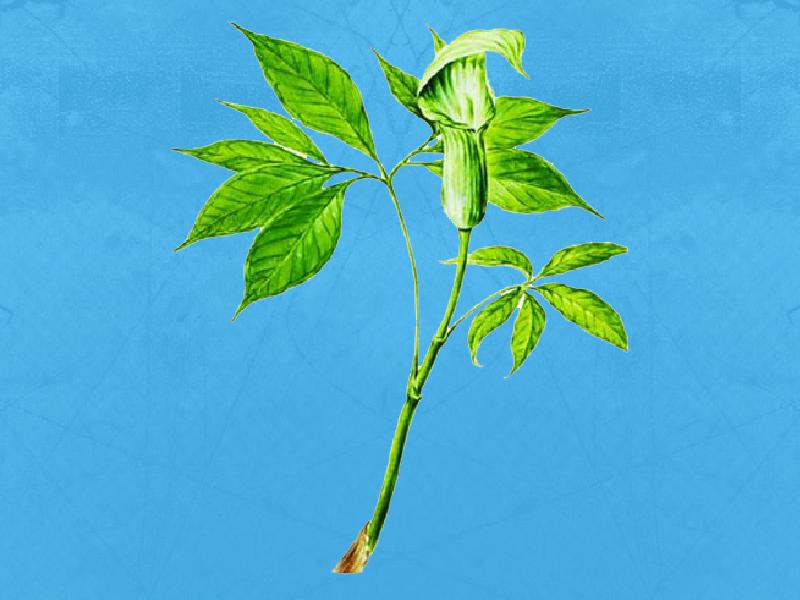  p> a href="#" data-lemmaid="3739095">多裂南星 /a>(学名:arisaema