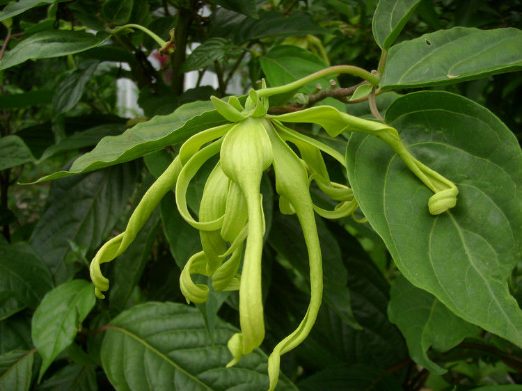 鹰爪花