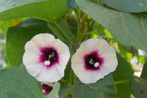  /i>)是 a href="#">旋花科 /a> a href="#">番薯属 /a>的植物.