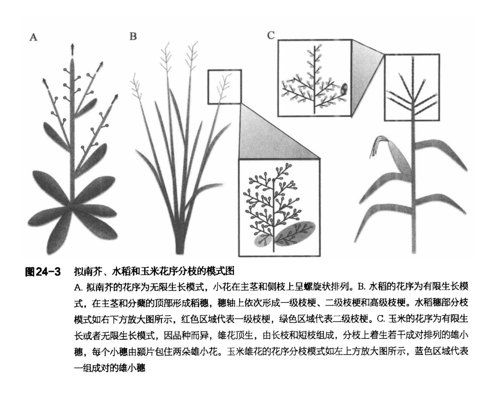 k8qqt">被子植物的花,有的是单朵花单生于枝的顶端或叶腋处,称单生花