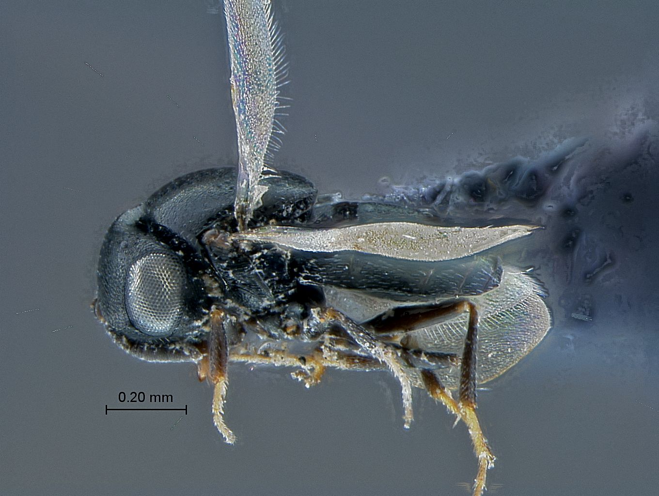 ">膜翅目 /a> a target="_blank" href="/item/螯蜂科/2612477" data