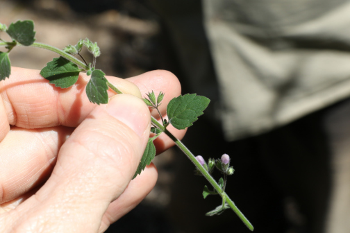 Mentha grandiflora_百度百科