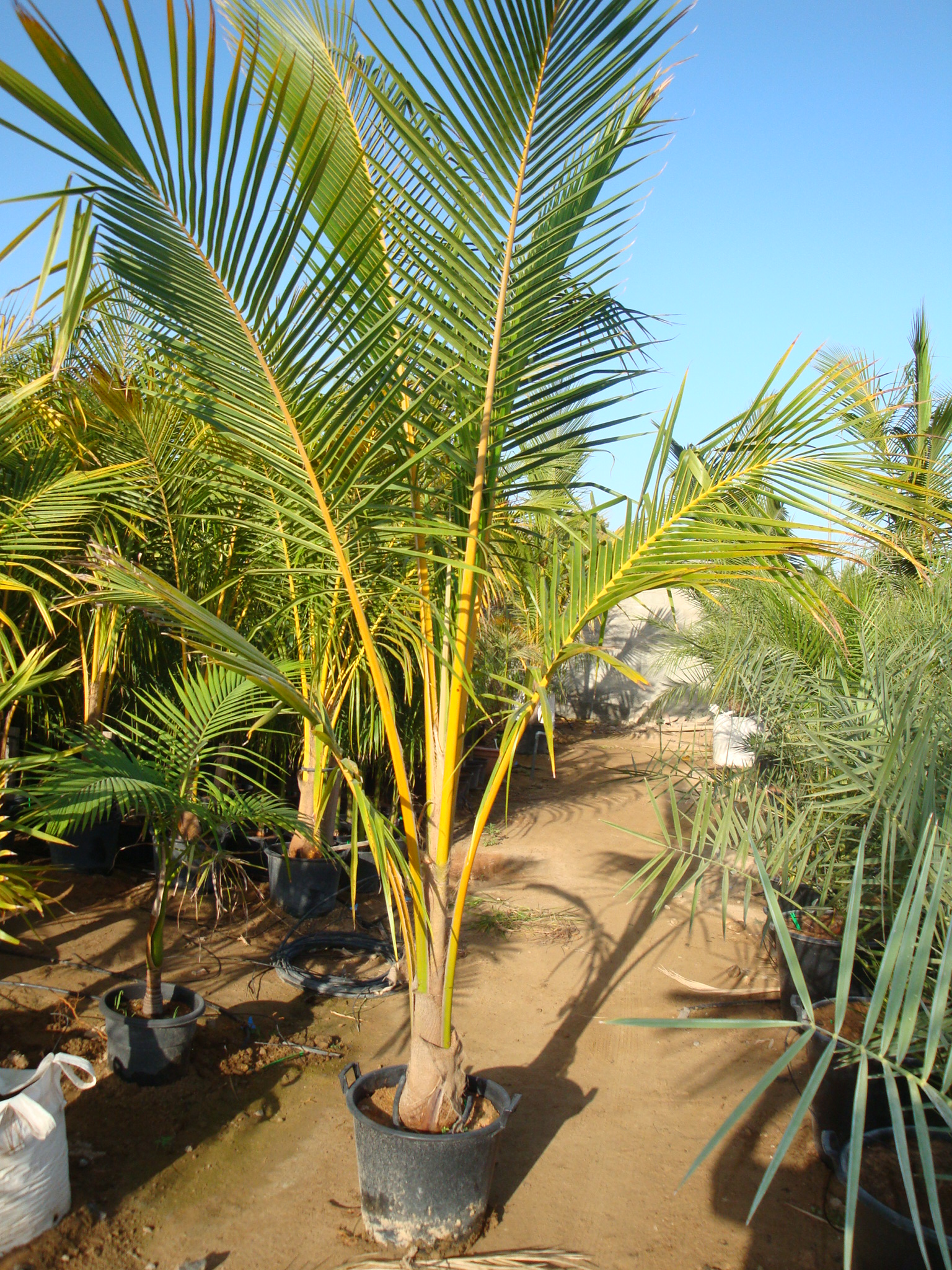  p>椰子(学名: i>cocos nucifera /i> l.)是棕榈科,椰子属植物.