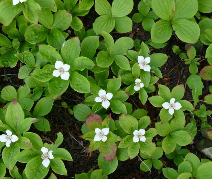  p>草茱萸(学名: i>cornus canadensis /i> linnaeus)是山茱萸科,草