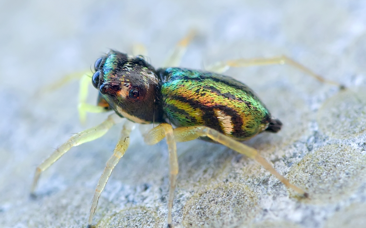 data-lemmaid="2404996">蜘蛛目 /a>,主要分布在浙江,湖南,广东,福建