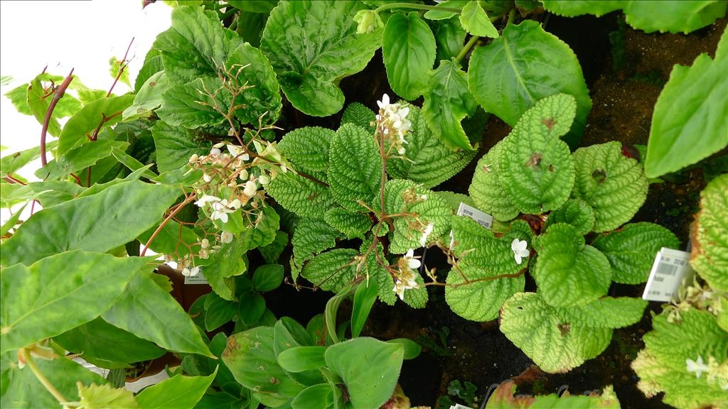  p>小花蛛毛苣苔(学名: i>paraboea thirionii  /i>(lévl.