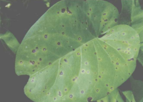 蕹菜(帝纹尾孢)叶斑病