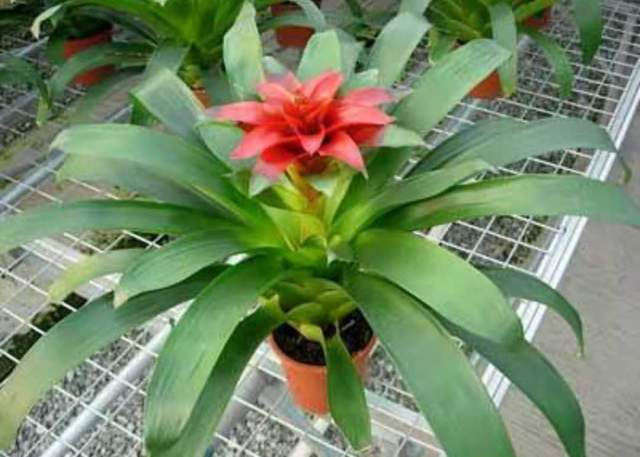 凤梨花语“鸿运当头”，9种特色凤梨花，样子美观大气养护简单_百科TA说