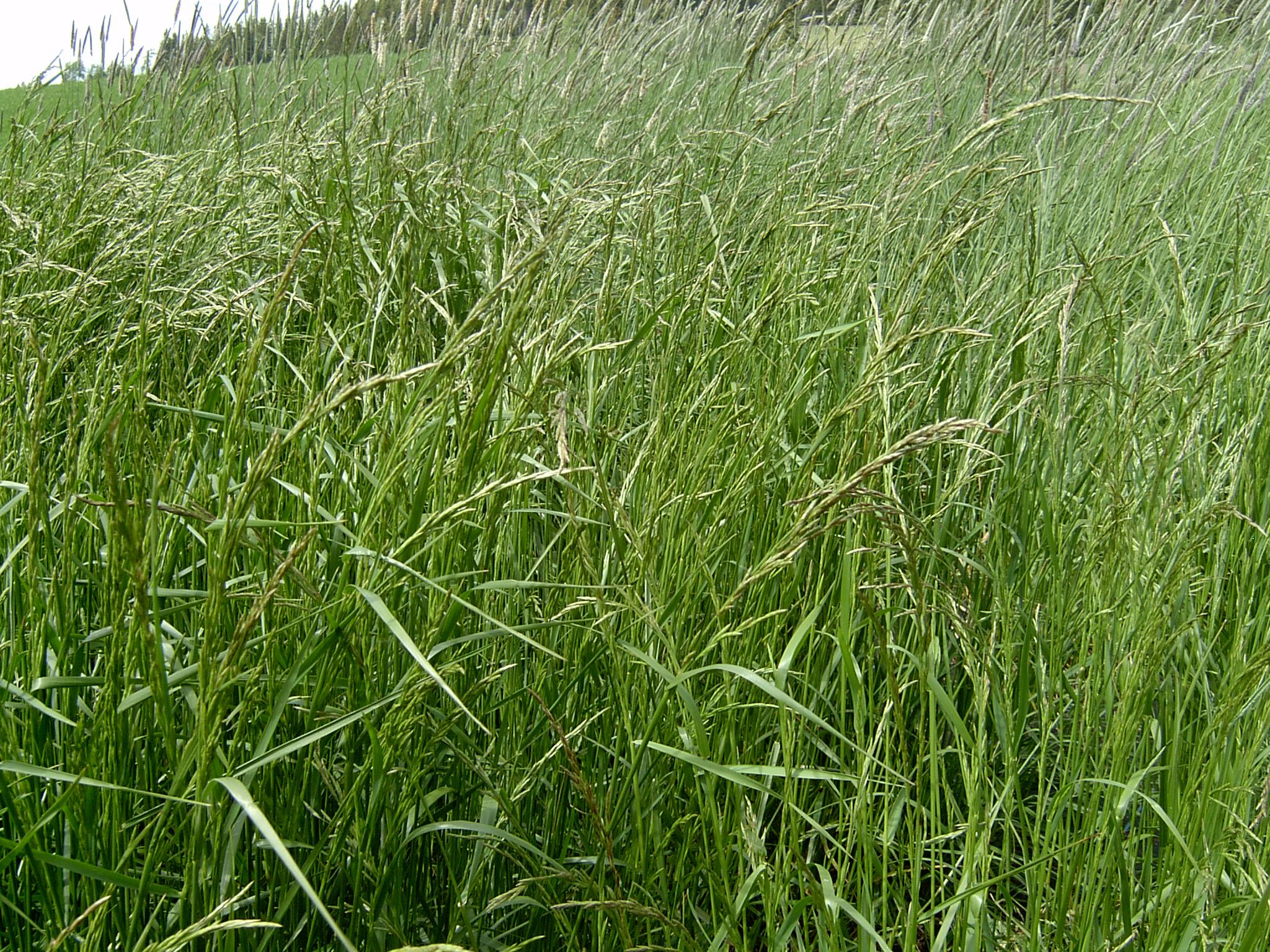 festuca pratensis