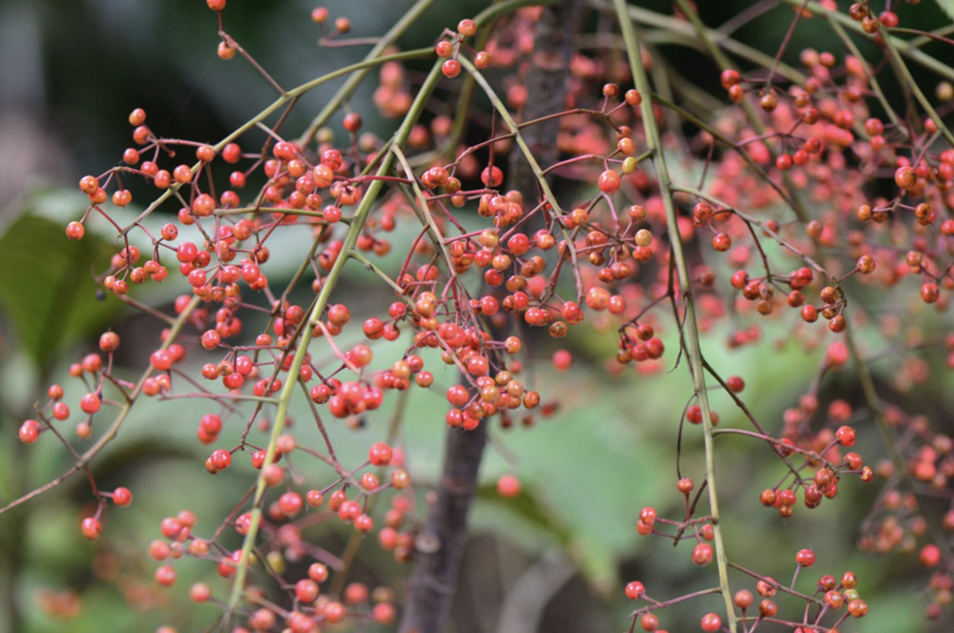  p>走马胎(学名: i>ardisia gigantifolia /i> stapf)是紫金牛科