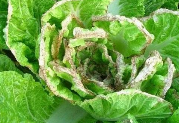 白菜霜霉病