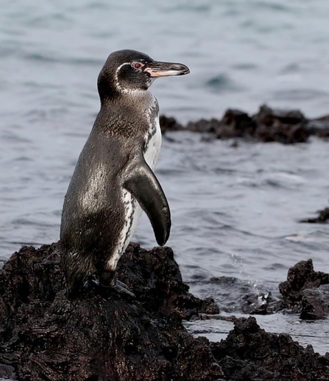  p>加岛环企鹅(学名: i>spheniscus mendiculus /i>):是鸟纲,企鹅目