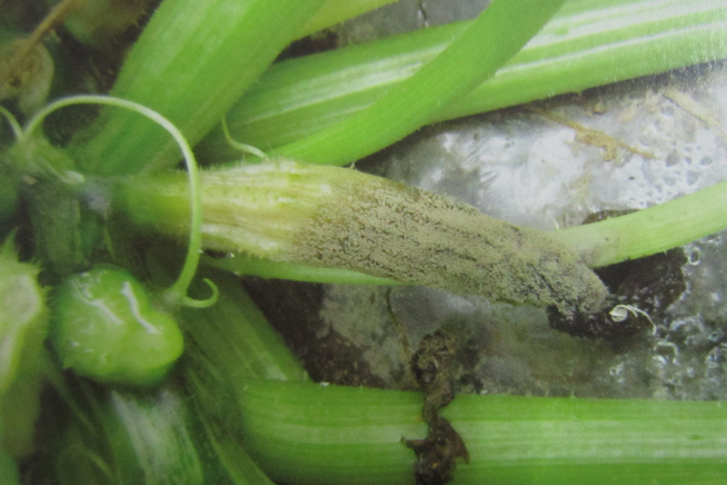 灰霉病俗称黑毛病,是由灰葡萄孢侵染所引起的,发生在西葫芦上的病害