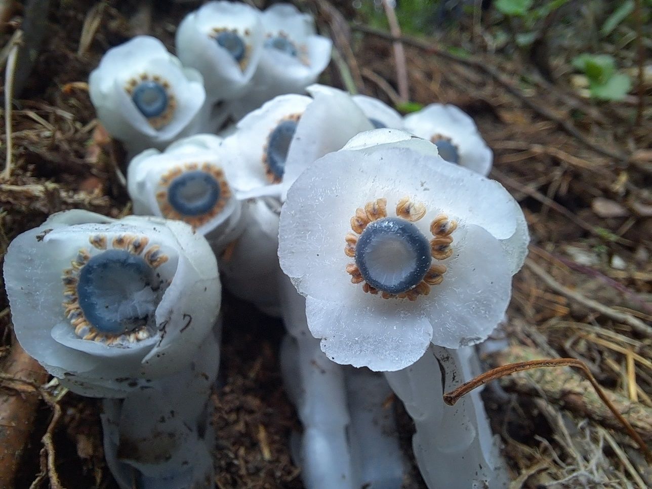 水晶兰