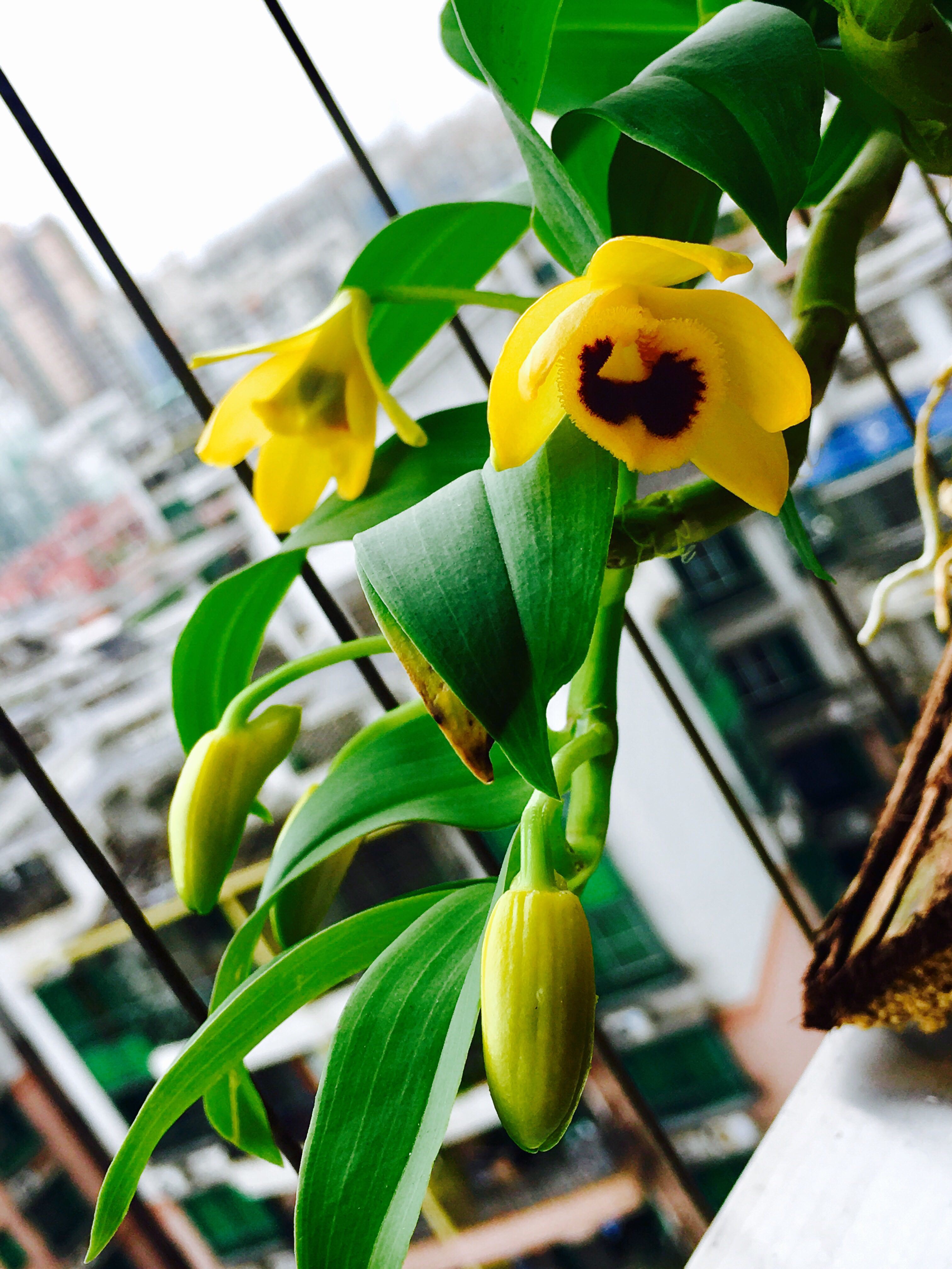 石斛花