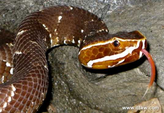 墨西哥蝮蛇 百度百科