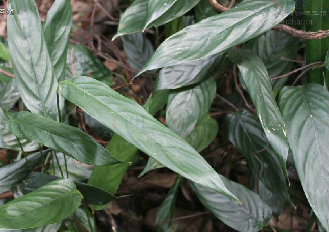  p>柊叶属(拉丁学名: i>phrynium /i> willd.