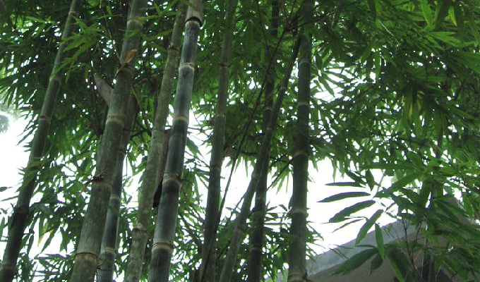  p>黄麻竹(学名: i>dendrocalamopsis stenoaurita /i> (w. t.