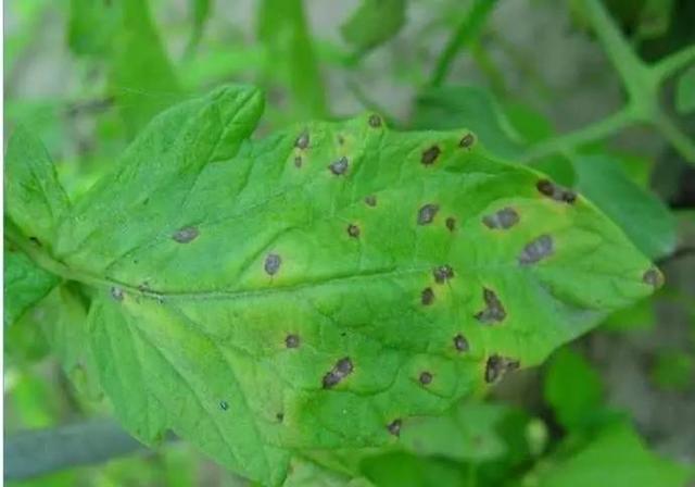 番茄芝麻斑病