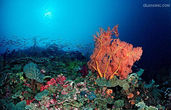 珊瑚礁