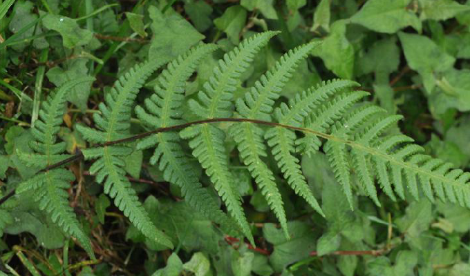 pseudophegopteris ching