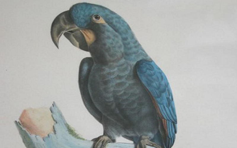  p>绿松石金刚鹦鹉(学名: i>anodorhynchus glaucus /i>):是鸟纲,鹦鹉