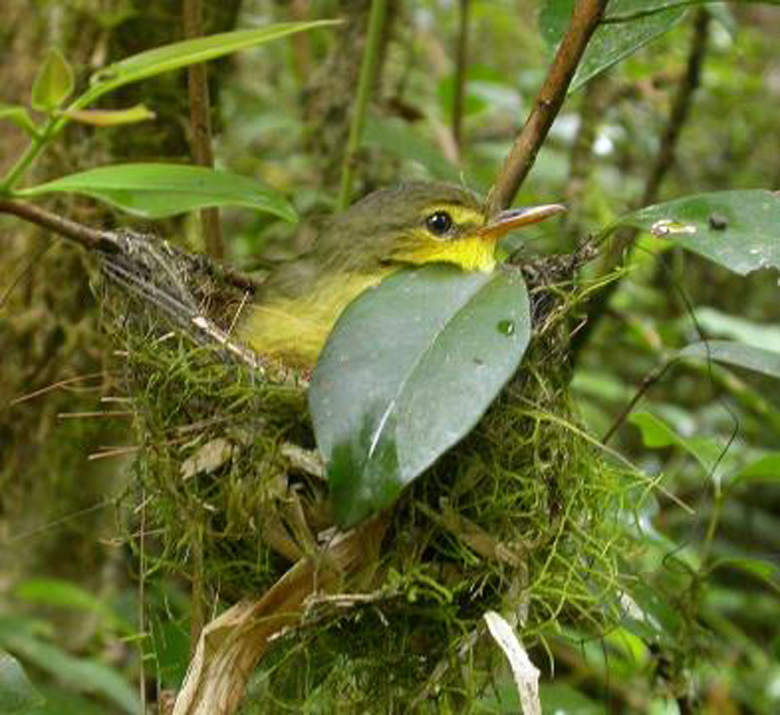  p>【中文名称】包氏旋木鹎 /p> p>【英文名称