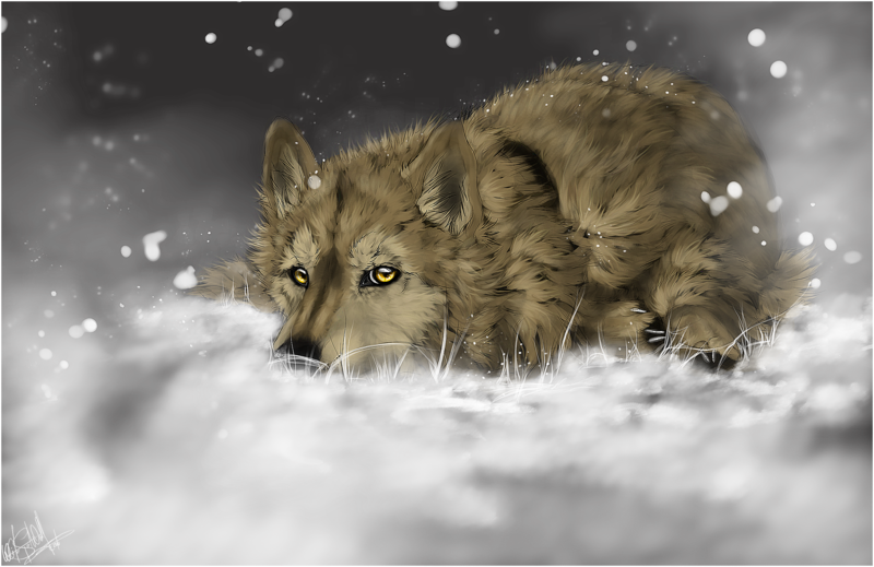 惠州狼雨seo 全网资源