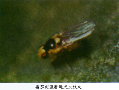 番茄斑潜蝇