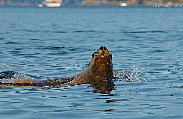  i>eumetopias jubatus  /i>),是海狮科,北海狮属动物