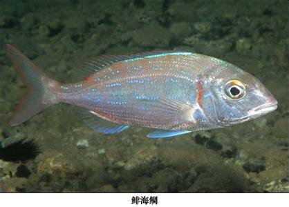 p data-id="tiksghwgti2j">鲱是鲱形目鲱科鲱属鱼类,又名青鱼,青条鱼