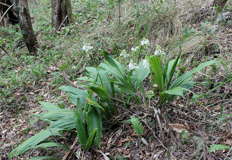  p>三褶虾脊兰(学名: i>calanthe triplicata /i>  (willem.