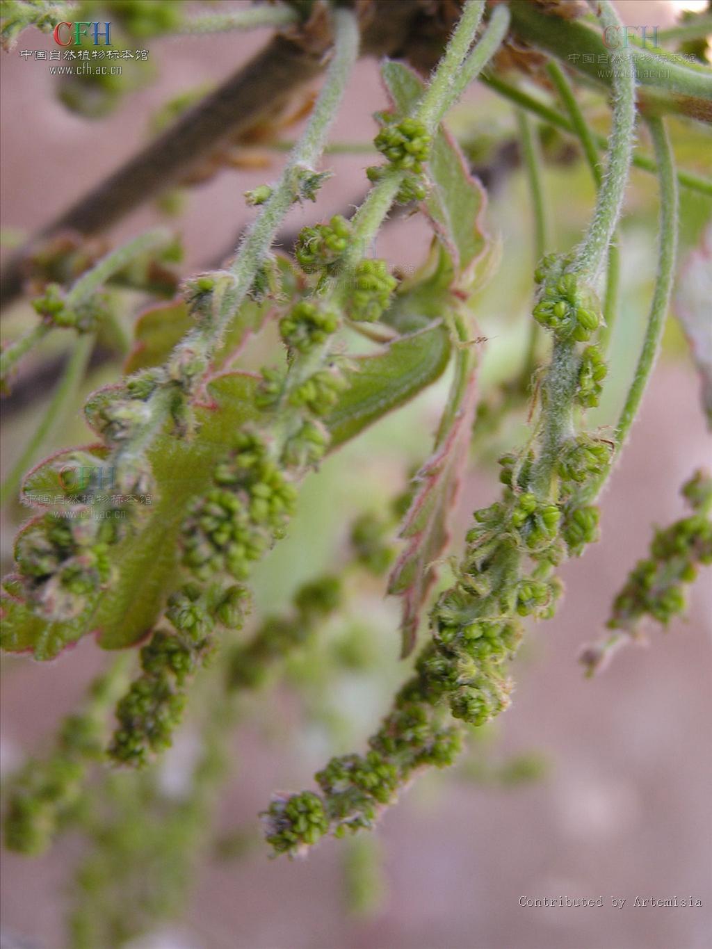 quercus dentata thunb.