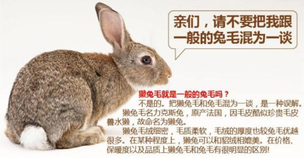 獭兔，为人类提供吃穿用却没太多人知道_百科TA说