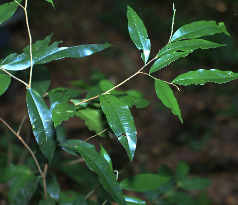 huang)是瑞香科沉香属植物,小乔木,高约3-8米,小枝暗褐色,疏被短让