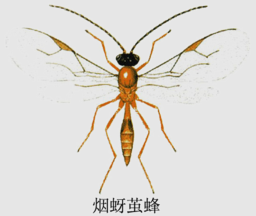  p>昆虫名,为膜翅目,茧蜂科.