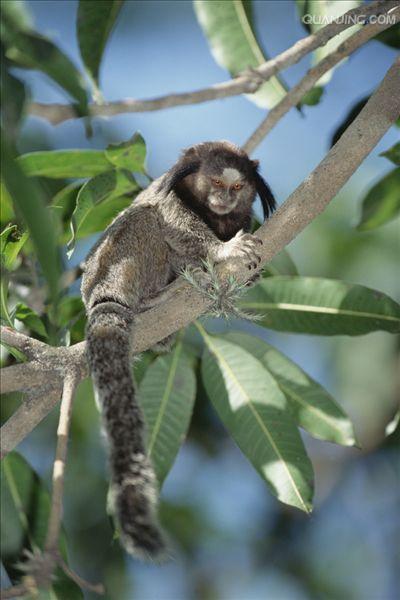  p>狨猴是体型较小的非人灵长类动物,源于巴西东北部,濒临大西洋的