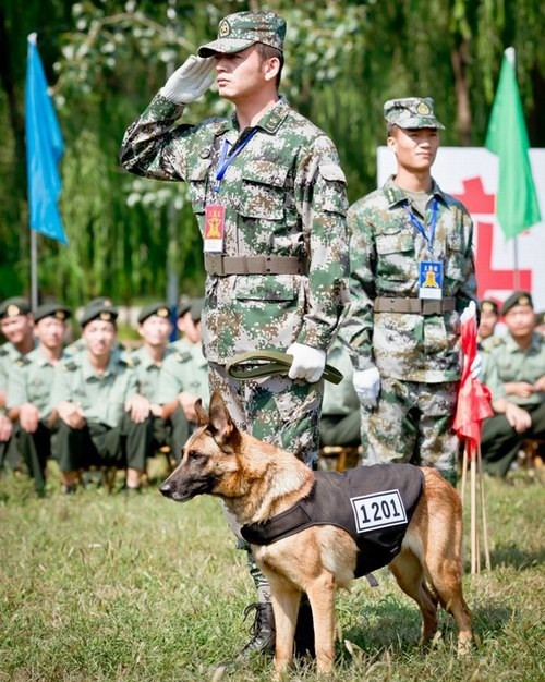 《 a target="_blank" href="/item/神犬奇兵/3353317" data-lemmaid=