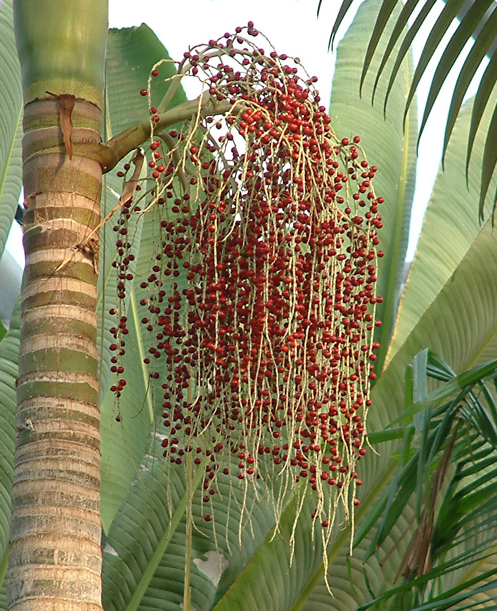  p>假槟榔(学名: i>archontophoenix alexandrae /i> (f. muell.) h.