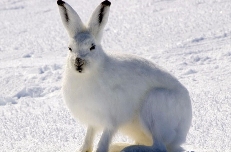  p>北极兔(学名:  i>lepus arcticus /i>), 是兔科,兔属的哺乳动物.