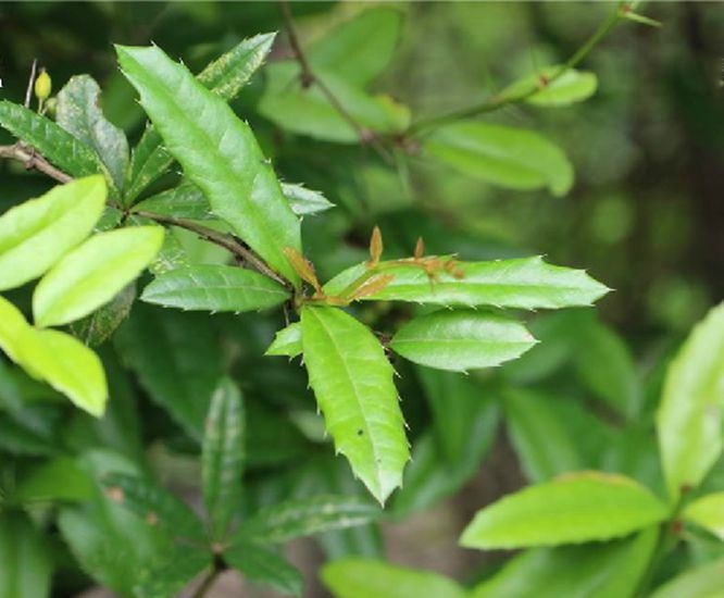  p>豪猪刺(学名: i>berberis julianae /i> schneid.