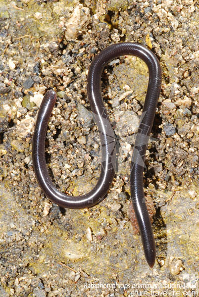 ramphotyphlops  braminus