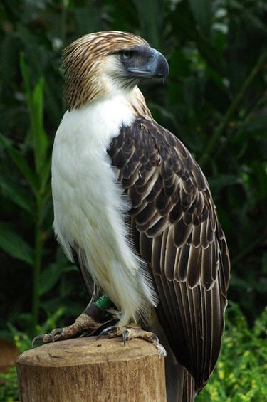  p>食猿雕(学名: i>pithecophaga jefferyi /i>):也称作菲律宾雕.