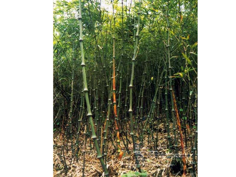 qiongzhuea f.macrophylla